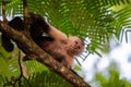 Capuchin Monkey (Cebus capucinus)