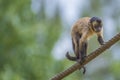 Capuchin monkey, cebus capucinus