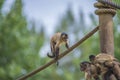 Capuchin monkey, cebus capucinus