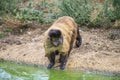 Capuchin monkey, cebus capucinus