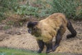 Capuchin monkey, cebus capucinus