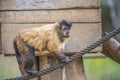 Capuchin monkey, cebus capucinus