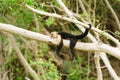 Capuchin monkey Cebus capucinus resting