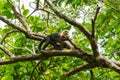 capuchin monkey (Cebus capucinus), taken in Costa Rica