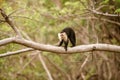 capuchin monkey & x28;Cebus capucinus& x29;, taken in Costa Rica