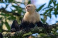 Capuchin monkey Cebus capucinus