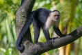 Capuchin monkey Cebus capucinus