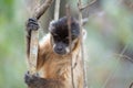 Capuchin monkey climbing in tree in Pantanal Royalty Free Stock Photo