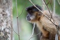 Capuchin monkey climbing in tree in Pantanal Royalty Free Stock Photo