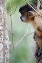 Capuchin monkey climbing in tree in Pantanal Royalty Free Stock Photo