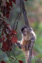 Capuchin monkey climbing in a tree - Pantanal Royalty Free Stock Photo
