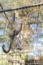 A Capuchin monkey climbs a metal cage enclosure, looking directly at the viewer Royalty Free Stock Photo