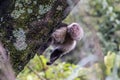 Capuchin monkey clinging to a mossy tree trunk in a lush forest environment Royalty Free Stock Photo