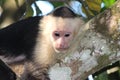 Capuchin Monkey Costa Rica