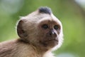 Capuchin monkey Royalty Free Stock Photo
