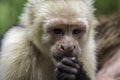 Capuchin Monkey Eating Royalty Free Stock Photo