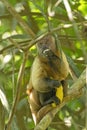 Capuchin Monkey eating a banana while holding another in the Amazon Royalty Free Stock Photo