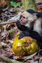 Capuchin monkey eating a coconut in Cahuita National Park (Costa Rica) Royalty Free Stock Photo