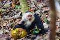 Capuchin monkey eating a coconut in Cahuita National Park (Costa Rica) Royalty Free Stock Photo