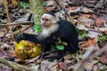 Capuchin monkey eating a coconut in Cahuita National Park (Costa Rica) Royalty Free Stock Photo