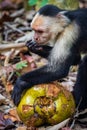 Capuchin monkey eating a coconut in Cahuita National Park (Costa Rica) Royalty Free Stock Photo