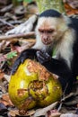 Capuchin monkey eating a coconut in Cahuita National Park (Costa Rica) Royalty Free Stock Photo