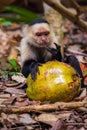 Capuchin monkey eating a coconut in Cahuita National Park (Costa Rica) Royalty Free Stock Photo