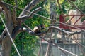 Capuchin monkey eating a fruit on a tree Royalty Free Stock Photo