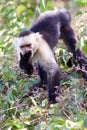 Capuchin Monkey Eating Royalty Free Stock Photo