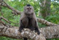 Capuchin monkey in the forest