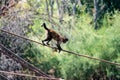 Capuchin monkey going from one tree to another