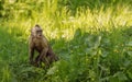 Capuchin monkey among green leaves on a summer sunny day. New World monkeys of the subfamily Cebinae.