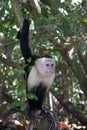 Capuchin Monkey II