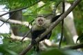 Capuchin monkey in a lush forest. Royalty Free Stock Photo