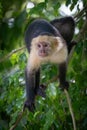 Capuchin monkey in lush tropical forest. Royalty Free Stock Photo