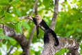 capuchin monkey lying relaxed on a branch Royalty Free Stock Photo