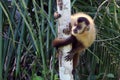 Capuchin monkey in the middle of the forest in the Brazilian Pantanal. Bonito Mato Grosso do Sul