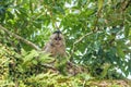 Capuchin monkey in Misahualli, Ecuador Royalty Free Stock Photo