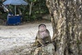 Capuchin monkey in Misahualli, Ecuador Royalty Free Stock Photo