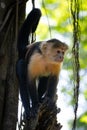 Capuchin Monkey in Natural Habitat Royalty Free Stock Photo