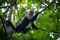 Capuchin Monkey in Lush Forest Royalty Free Stock Photo