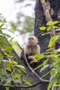Capuchin monkey perched on a tree branch in a lush forest, holding food and looking upwards Royalty Free Stock Photo
