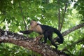 Capuchin Monkey in Tropical Forest Royalty Free Stock Photo