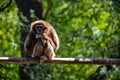 Capuchin monkey posing as the thinker sitting on a branch Royalty Free Stock Photo