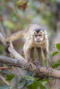 Capuchin Monkey- Pantanal, Brazil Royalty Free Stock Photo