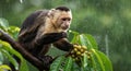 Capuchin monkey in rainforest eating tropical fruit on a rainy day Royalty Free Stock Photo