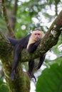 Capuchin monkey relaxing on a branch Royalty Free Stock Photo