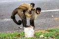 Capuchin monkey (sapajus), typical Brazilian monkey