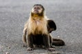 Capuchin monkey (sapajus), typical Brazilian monkey