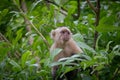 Capuchin monkey in tropical forest foliage. Royalty Free Stock Photo